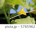 きゅうり　花 5785962