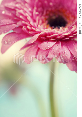 gerbera flowers gerbera flowers 5786254