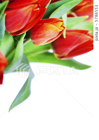 red tulips 5786553
