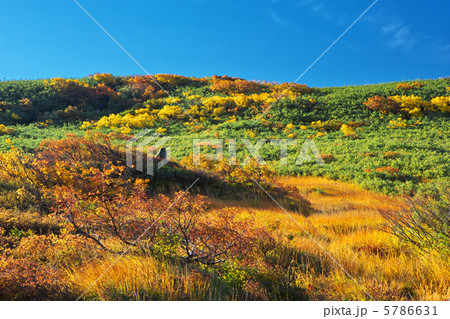 山形 庄内町 月山 弥陀ヶ原 山形 庄内町 月山 弥陀ヶ原 5786631