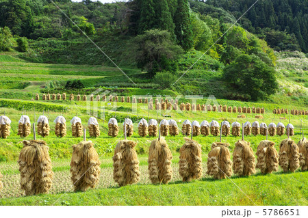 山形　山辺町　大蕨 5786651