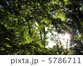 かえで 5786711
