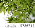 かえで　若葉 5786712