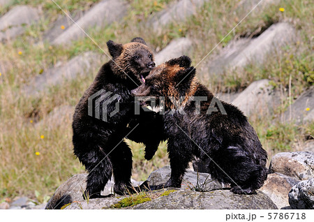 エゾヒグマ 5786718