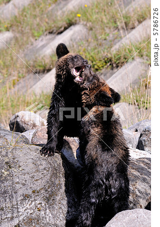 エゾヒグマ 5786726