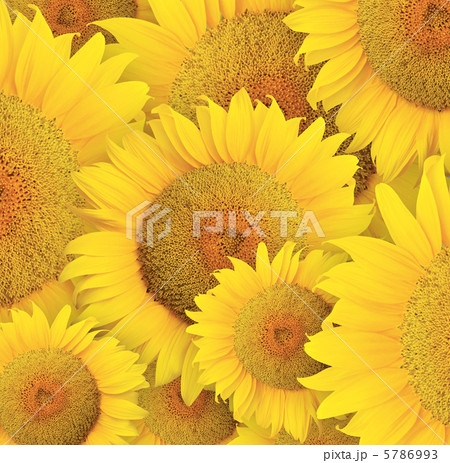 Sunflowe 5786993