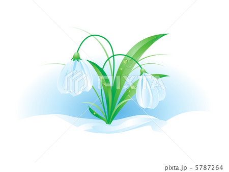 Snowdrops Snowdrops 5787264