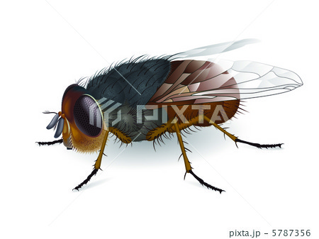 Calliphora augur 5787356