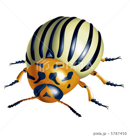 Colorado potato beetle Colorado potato beetle 5787450