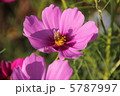 コスモスと蜂 5787997