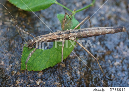 トゲナナフシ　stick insect 5788015