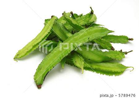 シカクマメ シカクマメ 5789476