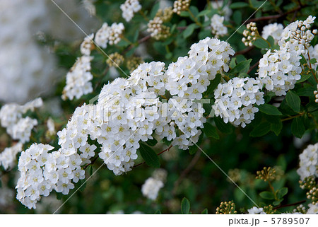 コデマリ（小手毬・スズカケ）の花 5789507