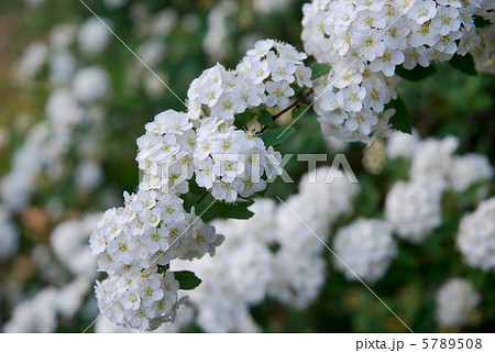 コデマリ（小手毬・スズカケ）の花 5789508