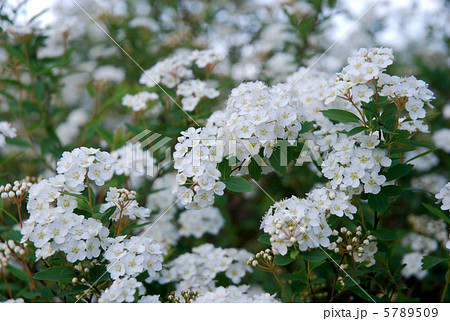 コデマリ（小手毬・スズカケ）の花 5789509