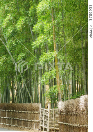 西山の竹林 5789955