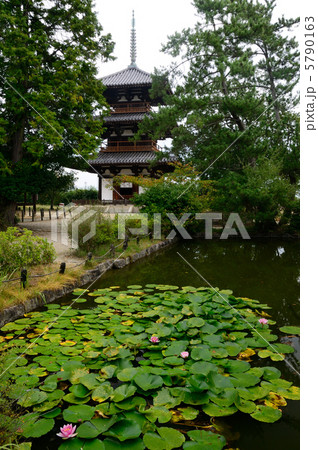 法起寺に咲く蓮の花 5790163