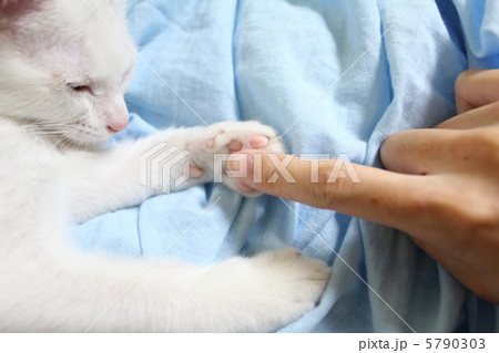 猫と握手 猫と握手 5790303