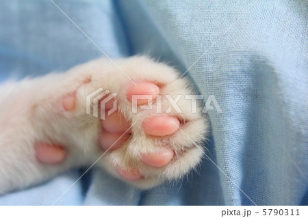 子猫の肉球 5790311