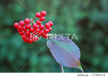 ガマズミ果実 ガマズミ果実 5790413