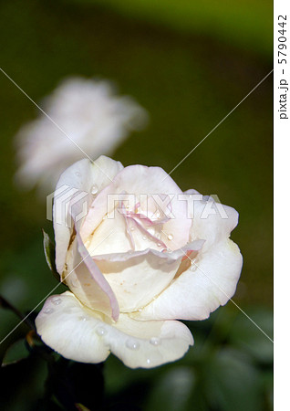 白薔薇初恋 5790442