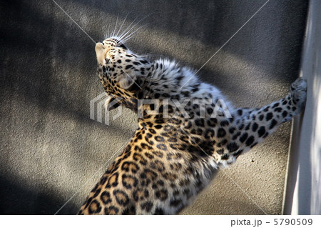 ヒョウ 5790509