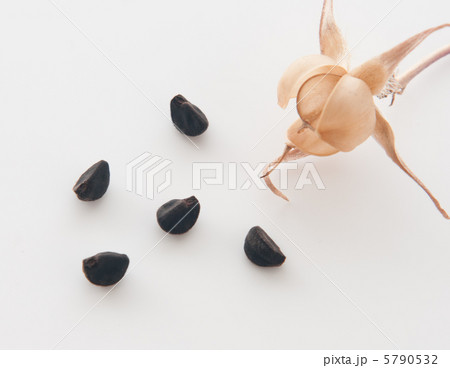 朝顔　種 5790532