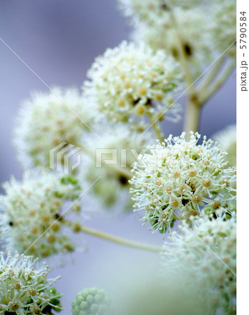 ヤツデの花 5790584