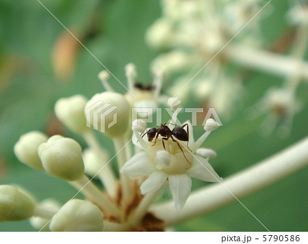 ヤツデの花 ヤツデの花 5790586
