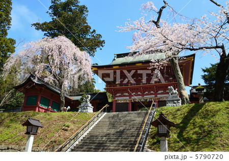 塩竃神社と桜 塩竃神社と桜 5790720