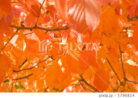 紅葉 紅葉 5790814