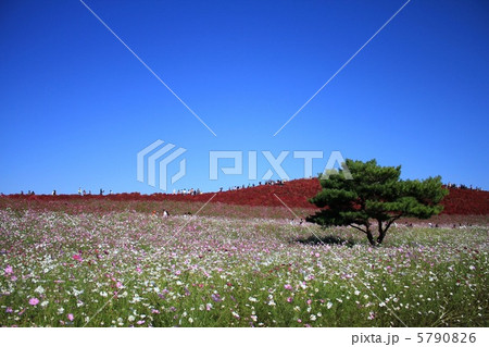 お花畑 5790826