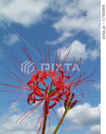 お彼岸の日、秋晴れとヒガンバナ 5790866