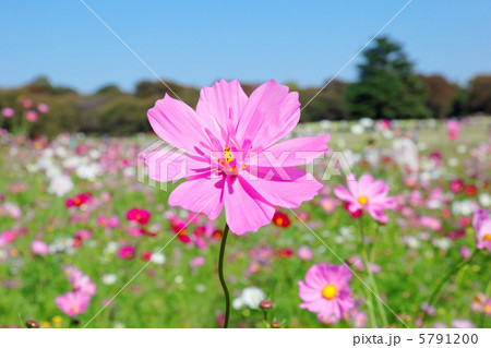 昭和記念公園の八重咲きのピンク色のコスモスの花とカラフルなコスモス畑 5791200