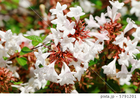 隅田川スーパー堤防沿いに咲く小さな白い花・アベリア 5791201