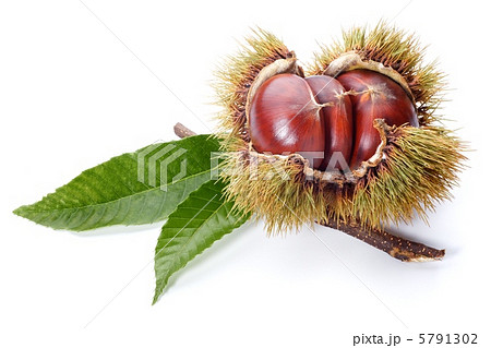栗の写真素材 [5791302] - PIXTA
