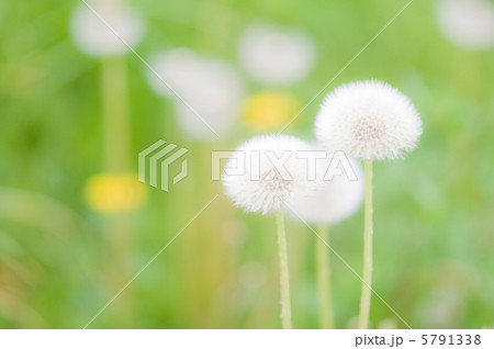 タンポポ綿毛 タンポポ綿毛 5791338