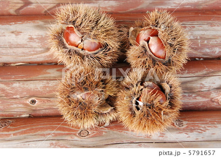 秋の味覚〜栗（4個）（埼玉県深谷市） 5791657