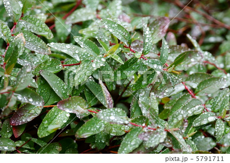 金糸梅 キンシバイの新芽と冷たい春雨 金糸梅 キンシバイの新芽と冷たい春雨 5791711