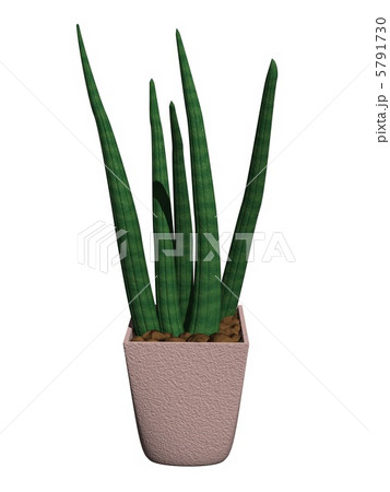 サンスベリア・スタッキー サンスベリア・スタッキー 5791730