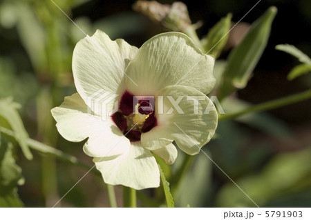 オクラの花 5791903