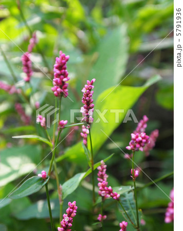 イヌタデ イヌタデ 5791936