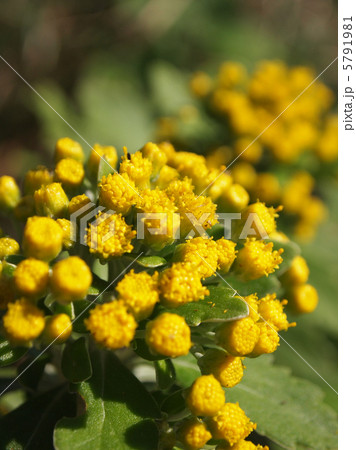 イソギク 5791981