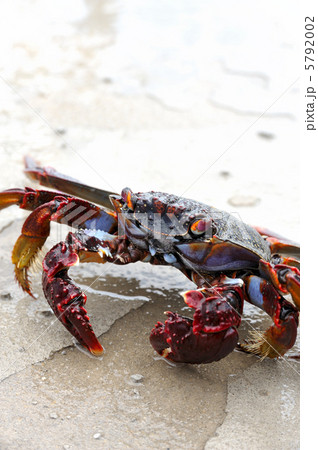 Close up of live crab Close up of live crab 5792002