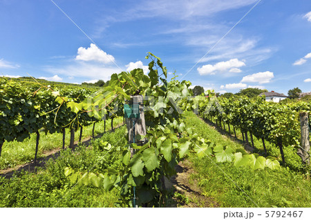 Vineyard of Pinot Blanc grape Vineyard of Pinot Blanc grape 5792467