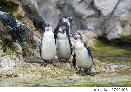 pinguin in the zoo pinguin in the zoo 5792468