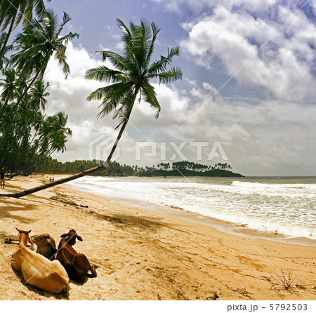 Beach with palms and relaxin sacred cows. Beach with palms and relaxin sacred cows. 5792503