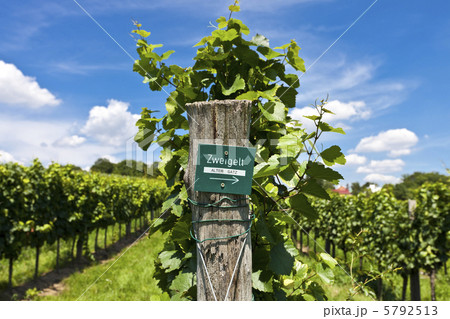 Vineyard of Zweigelt grape Vineyard of Zweigelt grape 5792513