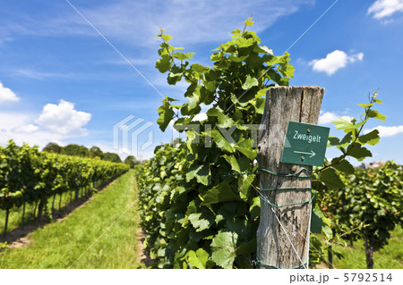 Vineyard of Zweigelt grape Vineyard of Zweigelt grape 5792514