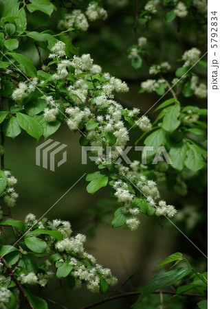 サワフタギ サワフタギ 5792834